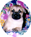 dog3.gif (13699 bytes)