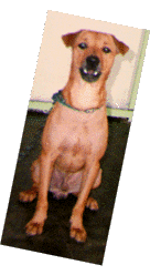 dog8.GIF (19102 bytes)