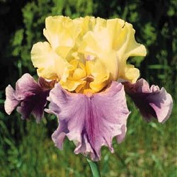 Iris pictures