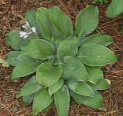 Hosta Photo's