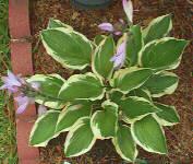 Hosta photos