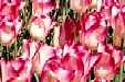 Holland, MI: Tulip krim merah jambu