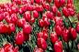 Holland, MI: Tulip merah