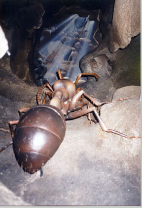 Una formica formato gigante