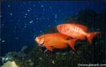 red fish pair