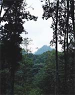 Bosque en Alta Verapaz