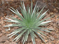 Silversword plant