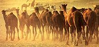 Camels