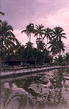 Coconut Palms