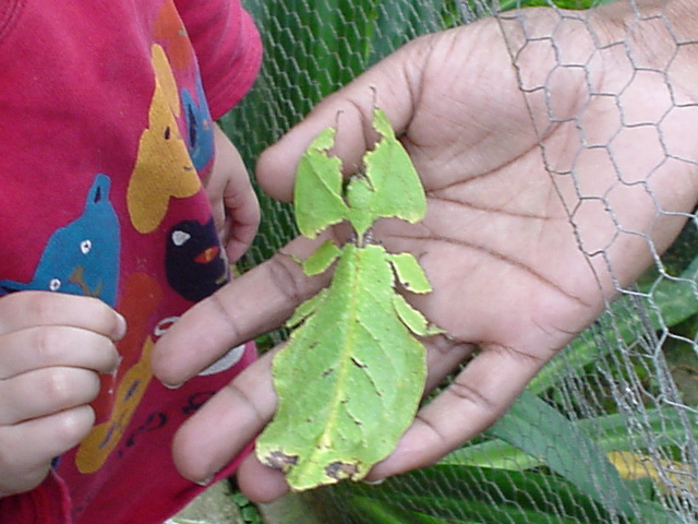 Leaf?  Leaf bug?