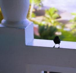 little bird friend