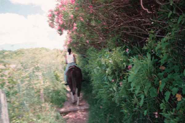 Horse Trail