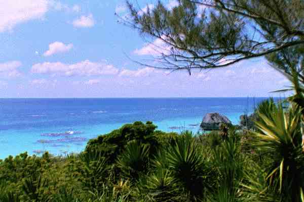  picture of ocean, rock and trees