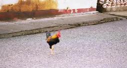 Rooster walking in town