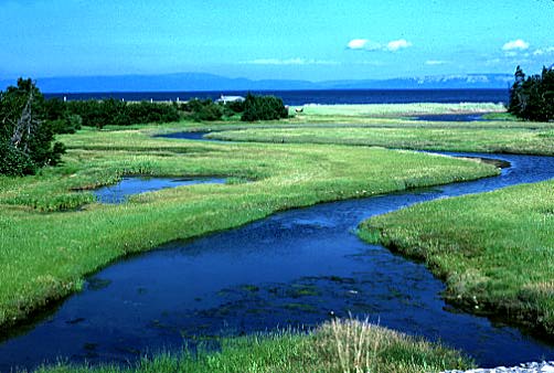 saltmarsh