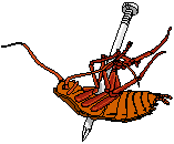 bug on a skewer