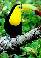 photo of toucan on a branch