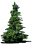 firtree.gif (1633 bytes)