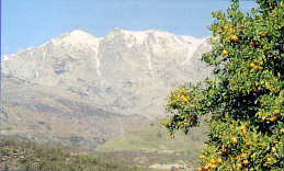 Gredos entre naranjos