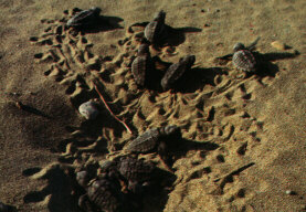 Hatchling Loggerhead Sea Turtles (Caretta caretta) leaving nest in Greece (145 KB)