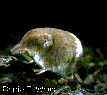 Common Shrew (Sorex araneus)