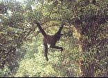 Spider Monkey