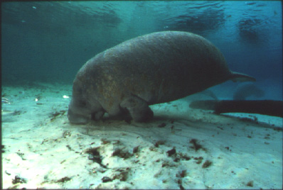 Manatee