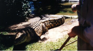 A Croc on the Croc farm