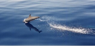 A dolphin following us home