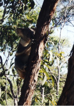 A Koala on Magnetic Island