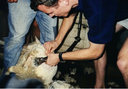 Me sheep shearing at the Dag Inn