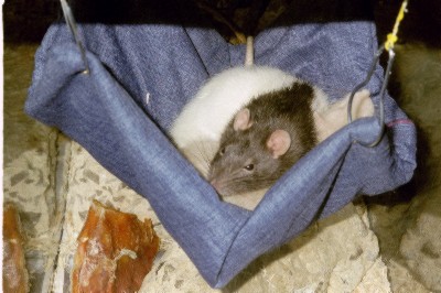 ratsinhammock.jpg (37992 bytes)