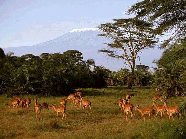 Antelope grazing