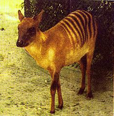 Banded Duiker