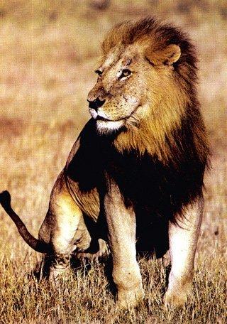 Black Maned Lion