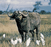 Cape Buffalo