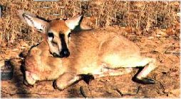 Duiker