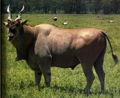 Eland antelope