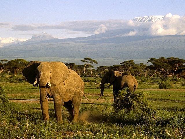 Elephants