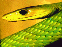 Green Mamba Snake