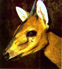 Crowned Duiker or Gray Duiker, named for the tuft of hair on its head