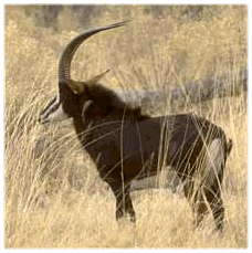 Sable Antelope