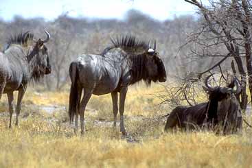 Wildebeest or Gnu