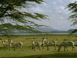 Zabras Grazing