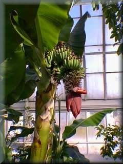 Phipps top banana