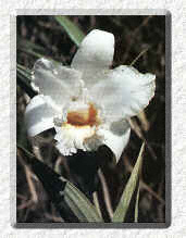 Orchid of the Andean Forest - Marco Cruz