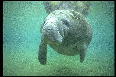 Florida Manatee