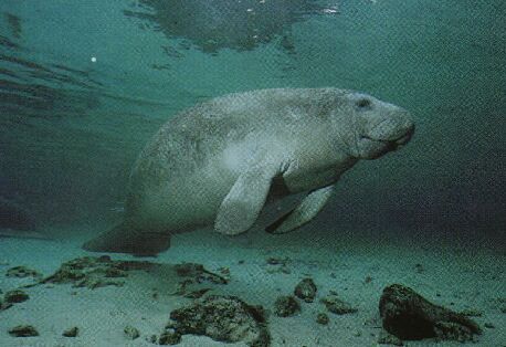 Florida Manatee