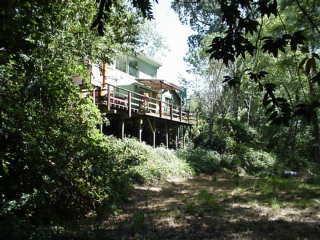 Peek at cabin through the bay trees