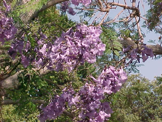 Jacaranda blossom